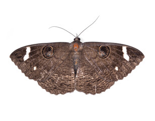 Butterfly brown isolated on white background