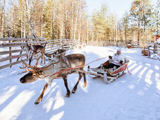 Poster - Girl while reindeer sledge ride at winter Rovaniemi