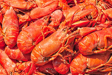 Steamed Fresh Red Lobsters. Pile At A Traditional New England Lobster Bake On The Beach. Close Up Detail