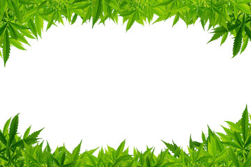 Marijuana frame with white blank space.