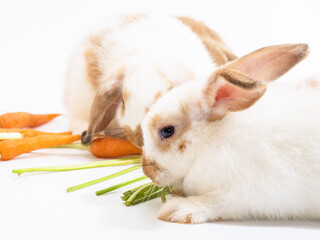 Two baby Holland Lop rabbit on white ground