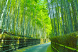 京都　竹林と小道