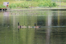 Two Adult Geese Swimming In A Small Lake With Goslings