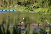 An Adult Goose Standing On A Log In A Small Lake