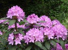 Pretty Flowers Of Rhododendron Bush At Spring