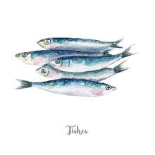 Fresh Fish Illustration. Hand Drawn Watercolor On White Background