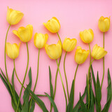 Fototapeta Tulipany - Yellow tulips on a pink background. Floral background. Pattern of flowers. Top view.