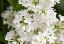 White Flowers Of Lilac On Nature