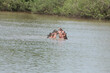© Valerijs Novickis - Wild Hippo in African river water hippopotamus (Hippopotamus amphibius