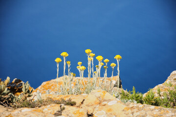 Yellow flowers