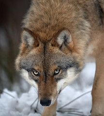 Close up vertical portrait of wolf  Eurasian wolf, Canis lupus in threatening posture in winter forest, staring directly at camera against blurred trees in background. Front view. East Europe.