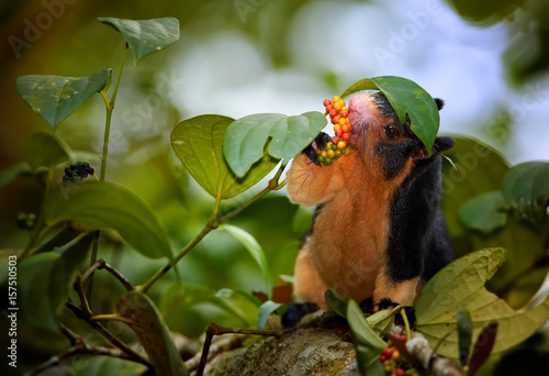 Fotografie, Obraz Close up photo black and yellow Sri Lankan Giant Squirrel, Ratufa macroura sits on branch and feeds on leaves that holds in front paws