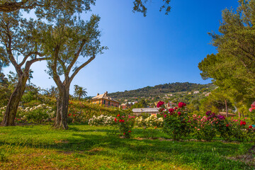 Colorful rose garden 