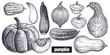 Various Of Pumpkin. Chayote, Squash, Zucchini, Hubbard Squash, Bush Pumpkin, Crookneck, Butternut. Hand Drawing. Vector Art Illustration. Black And White. Vintage Engraving Vegetables. Kitchen Design
