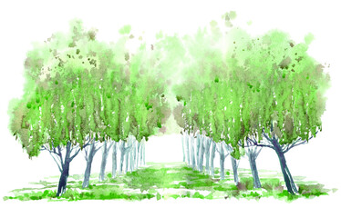 Deciduous tree alley. Spring landscape. Watercolor hand drawn illustration.