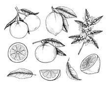 Hand Drawn Vector Illustration - Collections Of Lemons And Oranges. Branches With Citrus Fruits. Flowering Plant With Leaves. Perfect For Packing, Greeting Cards, Invitations, Prints Etc