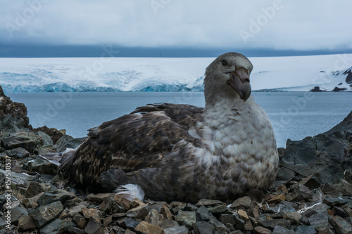 Fotografía  Гигантский буревестник.
