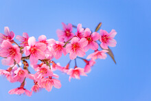 Beautiful Flower Pink Wild Himalayan Cherry Cherry Blossom Or Sakura Thailand In Chiang Mai