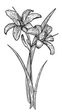 Lily Illustration, Drawing, Engraving, Ink, Line Art, Vector