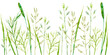 Field herb. Bluegrass and timothy grass border. Watercolor hand drawn illustration.white background. 