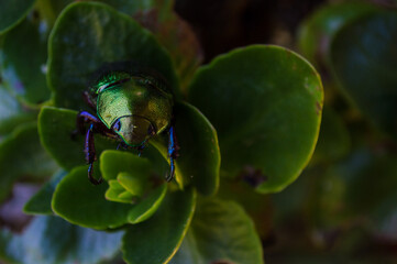 insect in green color of plant about leaves