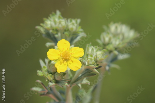 Fotografia, Obraz Blossom of a Potentilla argentea, a cinquefoils species