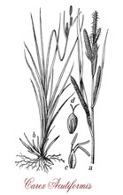 Carex, Vintage Engraving.Used In Natural Landscaping, Oft In Damp And Wet Conditions