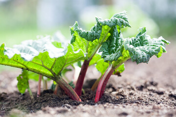 Sticker - Growing rhubarb