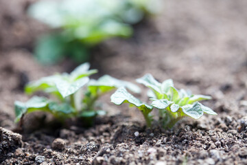 Sticker - Growing potatoes