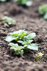 Sticker - Growing potatoes