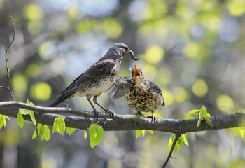 Wall Mural - bird thrush feeding her little Chicks long pink worm on a tree in spring