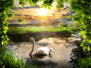 Wall Mural - Swan in spring morning