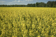 © gorerl - Rapsfält som blommar på våren