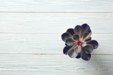 Sticker - Beautiful succulent on wooden background