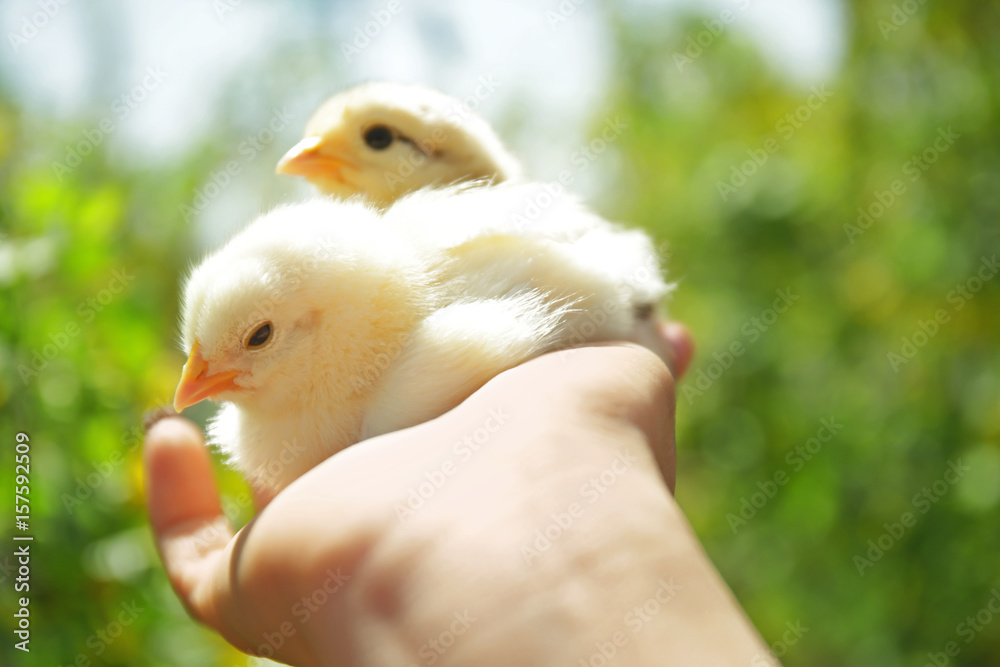 Female hand holding two cute chickens, closeup
