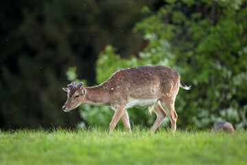 Wall Mural - fallow deer, dama dama, czech republic