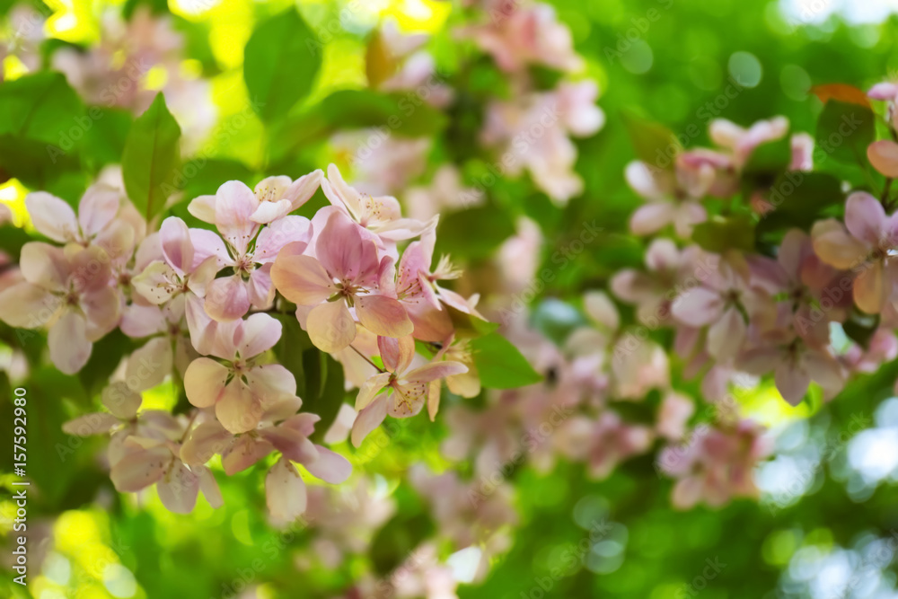 Branch with blooming flowers on blurred background