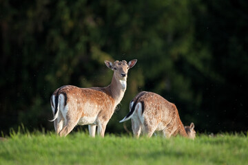 Wall Mural - fallow deer, dama dama, czech republic
