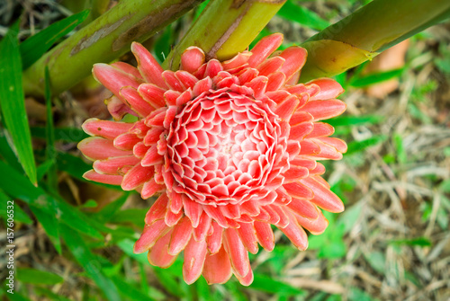 Top View Of Etlingera Elatior Flower It Is Also Known As Torch Ginger Ginger Flower Red Ginger Lily Torch Lily Wild Ginger Combrang Bunga Kantan Rose De Porcelaine And Porcelain Rose