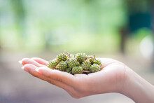Green Pinecone On Woman’s Hand