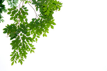green tree branch isolated