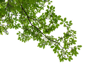 branch of green leaf isolated on white background with copy space for backround, concept for spring 
