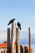 Crows on pillars