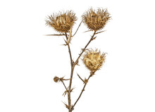 Dried Milk Thistle On A White Background, Close Up