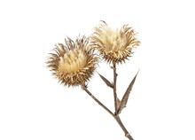 Dried Milk Thistle Plant On A White Background. Scotch Thistle, Cardus Marianus.