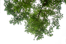 Green Tree Branch Isolated