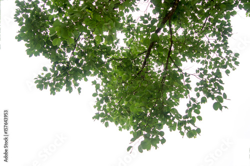 Fotografía Green tree branch isolated