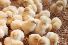 Large Group Of Newly Hatched Chicks