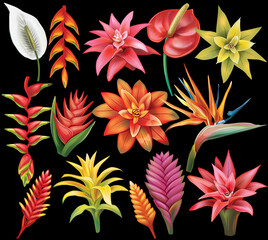 Set of Tropical Flowers