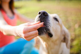 Fototapeta Las - Woman giving treat labrador dog